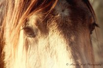 Galahad 1 by Aiming High Photography