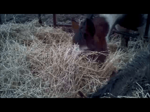 Snapshot 1 (3-15-2013 11-23 AM)