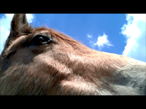 Snapshot 1 (5-4-2013 9-54 PM)