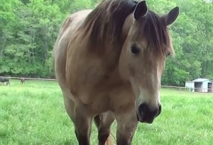 20150505 one pile in pasture G (7)