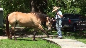 Galahad and the bridge(12)