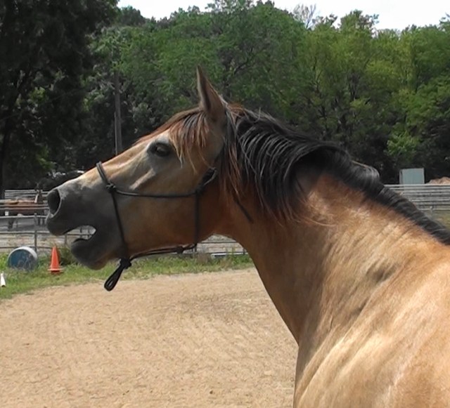 20170628113955 whinny whinney(1)