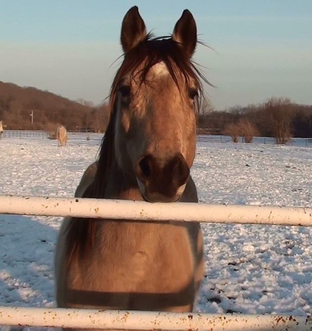 Charlie and Galahad 2 (3)